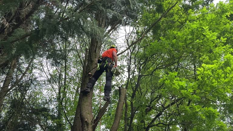 Best Root Management and Removal  in Dakota Dunes, SD